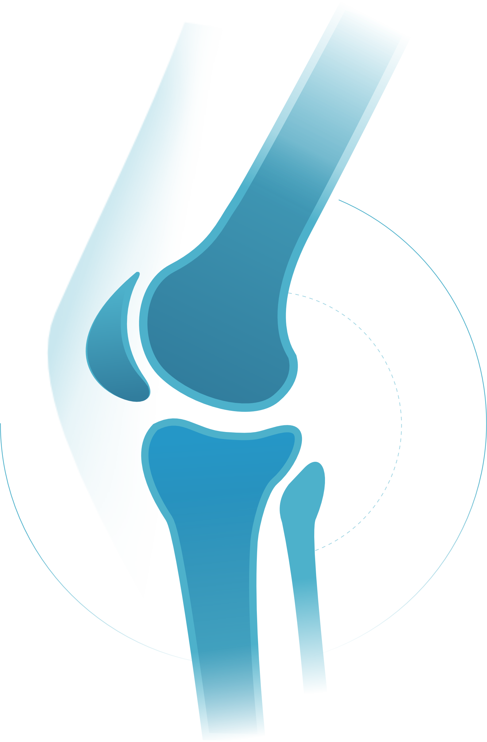 Knee Joint Image